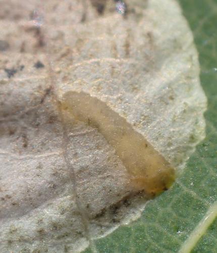 Réf. 335 790 : Agromyza albitarsis